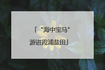 “海中宝马”游进霞浦盐田