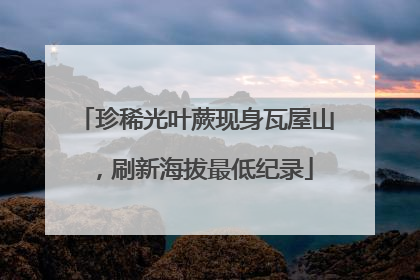 珍稀光叶蕨现身瓦屋山，刷新海拔最低纪录