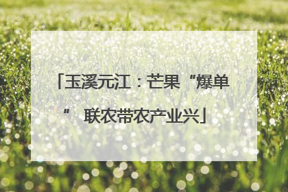 玉溪元江：芒果“爆单” 联农带农产业兴