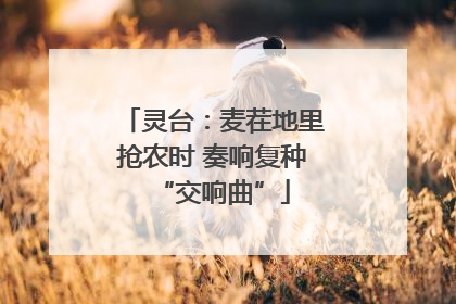 灵台：麦茬地里抢农时 奏响复种“交响曲”