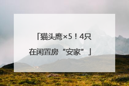 猫头鹰×5！4只在闲置房“安家”