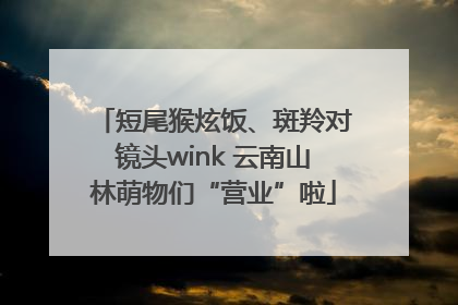 短尾猴炫饭、斑羚对镜头wink 云南山林萌物们“营业”啦