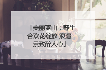 美丽蓝山：野生合欢花绽放 浪漫景致醉人心