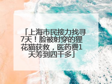 上海市民接力找寻7天！脸被射穿的狸花猫获救，医药费1天筹到四千多