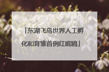 东湖飞鸟世界人工孵化和育雏首例红嘴鸥