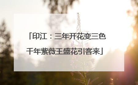 印江：三年开花变三色 千年紫薇王盛花引客来