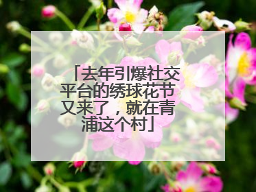 去年引爆社交平台的绣球花节又来了，就在青浦这个村