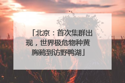 北京：首次集群出现，世界极危物种黄胸鹀到访野鸭湖