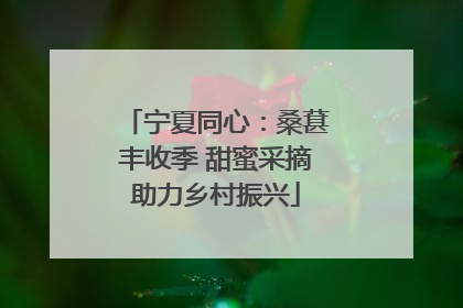 宁夏同心：桑葚丰收季 甜蜜采摘助力乡村振兴
