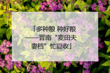 多种粮 种好粮——晋南“麦田夫妻档”忙夏收