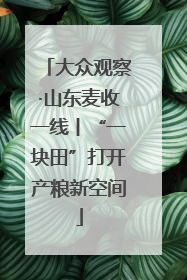 大众观察·山东麦收一线丨“一块田”打开产粮新空间