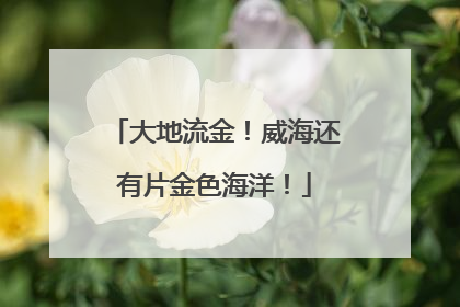 大地流金！威海还有片金色海洋！