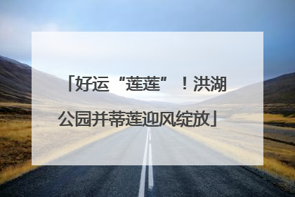 好运“莲莲”！洪湖公园并蒂莲迎风绽放