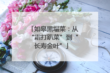 如皋黑塌菜：从“霜打趴菜”到“长寿金叶”