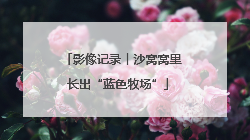 影像记录丨沙窝窝里长出“蓝色牧场”
