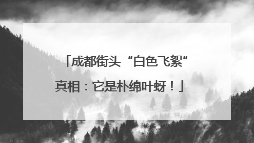 成都街头“白色飞絮”真相：它是朴绵叶蚜！