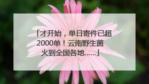 才开始，单日寄件已超2000单！云南野生菌火到全国各地……