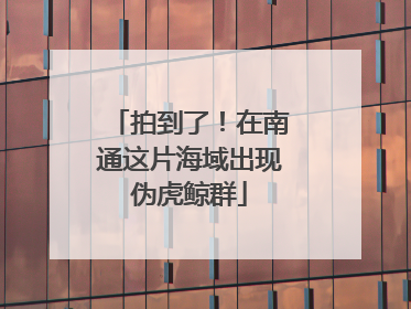 拍到了！在南通这片海域出现伪虎鲸群