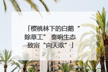 樱桃林下的白鹅“除草工” 奏响生态致富“向天歌”