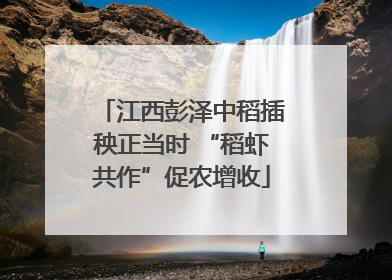 江西彭泽中稻插秧正当时 “稻虾共作”促农增收