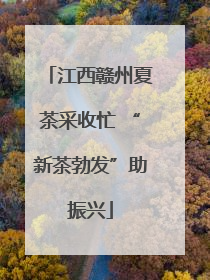 江西赣州夏茶采收忙 “新茶勃发”助振兴