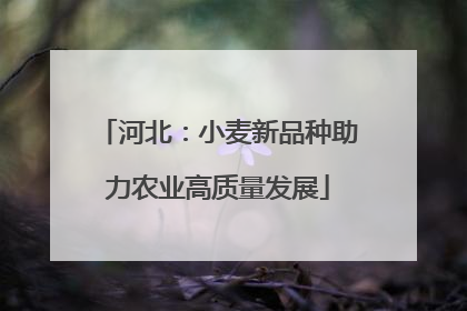 河北：小麦新品种助力农业高质量发展