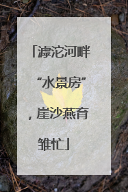 滹沱河畔“水景房”，崖沙燕育雏忙