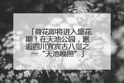 荷花即将进入盛花期！在天池公园，邂逅四川宜宾古八景之一“天池晚照”