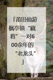 莆田仙游枫亭镇“藏着”一对600余年的“老龙头”