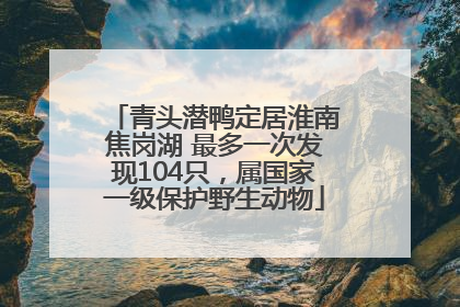 青头潜鸭定居淮南焦岗湖 最多一次发现104只，属国家一级保护野生动物