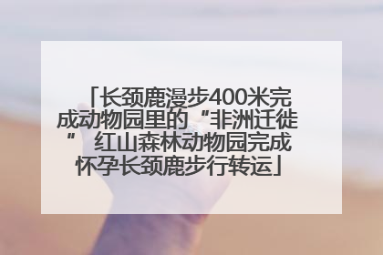 长颈鹿漫步400米完成动物园里的“非洲迁徙” 红山森林动物园完成怀孕长颈鹿步行转运