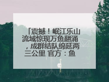震撼！岷江乐山流域惊现万鱼翻涌，成群结队绵延两三公里 官方：鱼群在此产卵