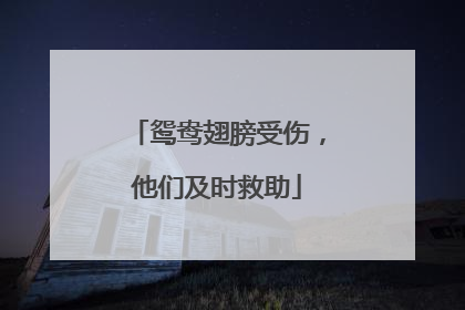 鸳鸯翅膀受伤，他们及时救助
