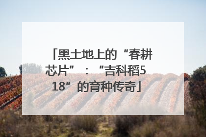 黑土地上的“春耕芯片”：“吉科稻518”的育种传奇