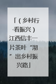（乡村行·看振兴）江西信丰一片茶叶“沏”出乡村振兴路