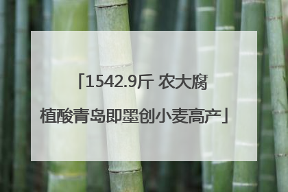 1542.9斤 农大腐植酸青岛即墨创小麦高产